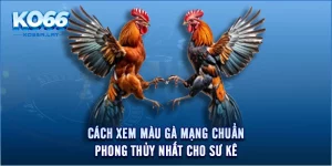 Cách Xem Màu Gà Mạng Chuẩn Phong Thủy Nhất Cho Sư Kê