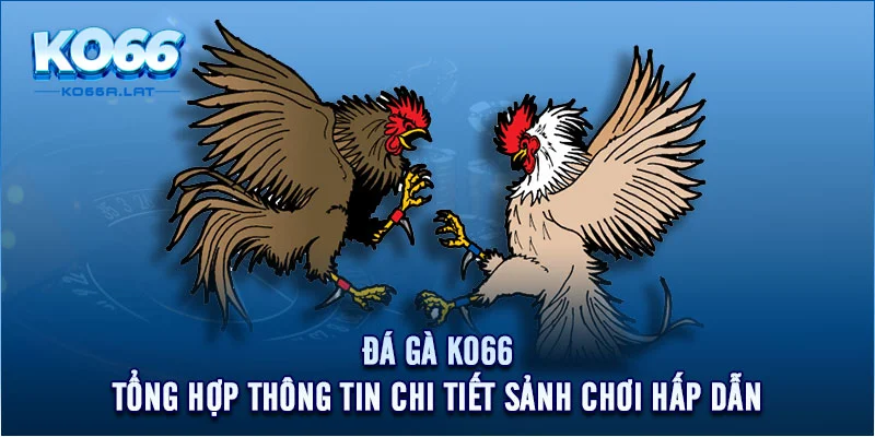 Đá Gà KO66 - Tổng Hợp Thông Tin Chi Tiết Sảnh Chơi Hấp Dẫn