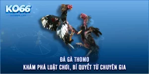 Đá Gà Thomo - Khám Phá Luật Chơi, Bí Quyết Từ Chuyên Gia